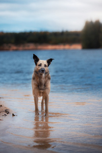 混的种狗在树林里，在湖边散步，在沙滩上