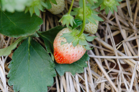 新鲜的草莓植株已经成熟收获