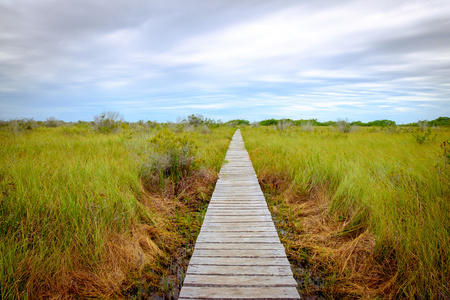景观图的木板桥在沼泽中