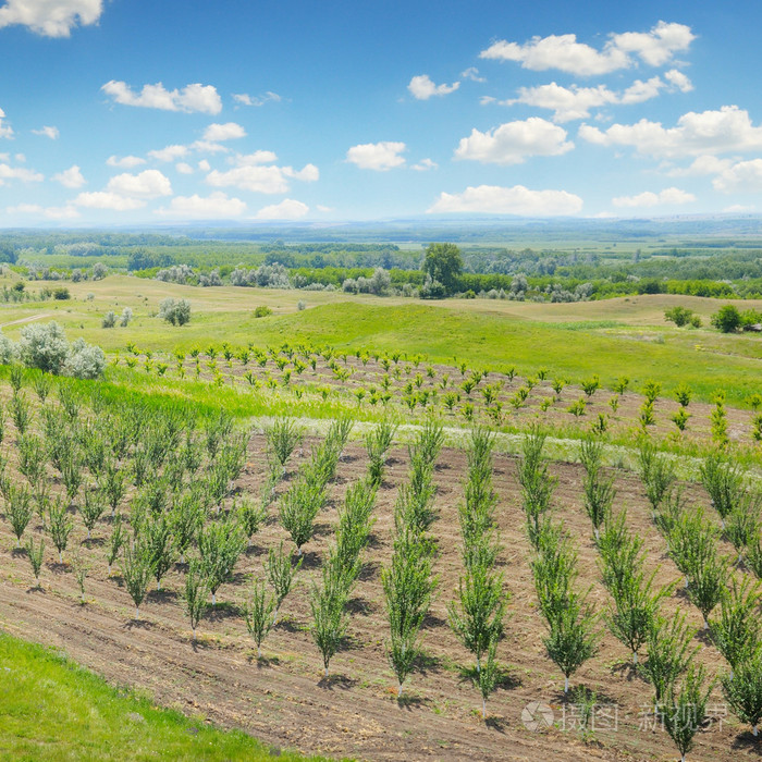 果园绿色的草地和蓝蓝的天空