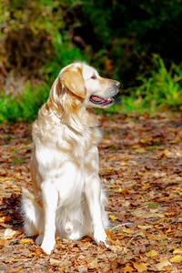 漂亮的金毛寻回犬