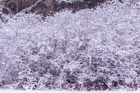 下雪的冬天，在森林里