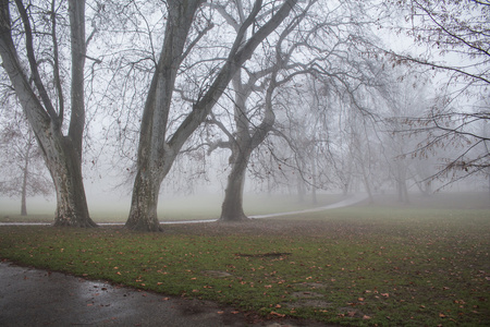 雾的早晨在公园里