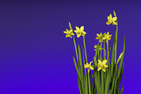 春天和复活节的花朵