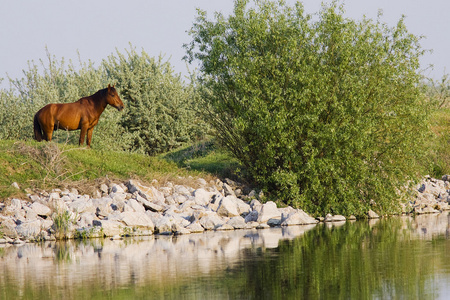 马在河岸边