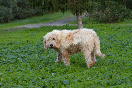 在意大利的狗 spinone