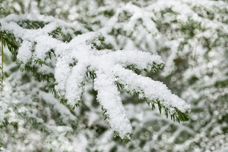 冬季景观。冰雪覆盖的树木