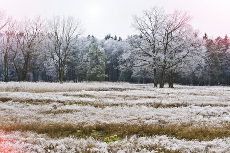 冬季景观。冰雪覆盖的树木