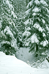 冬季景观。冰雪覆盖的树木