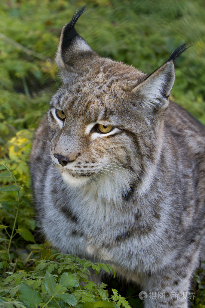 猞猁在花园里照片-正版商用图片1ldpbo-摄图新视界