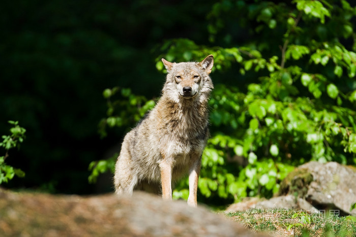 在森林里的狼
