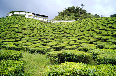 绿色茶园 Cameron 高原在马来西亚