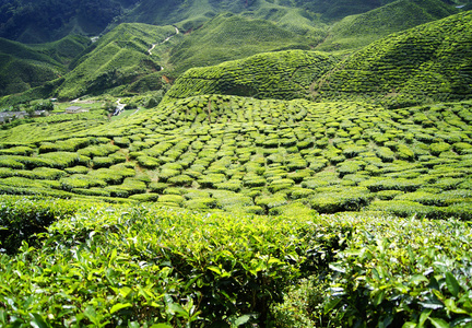 绿色茶园 Cameron 高原在马来西亚