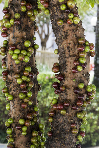 jaboticaba，巴西水果