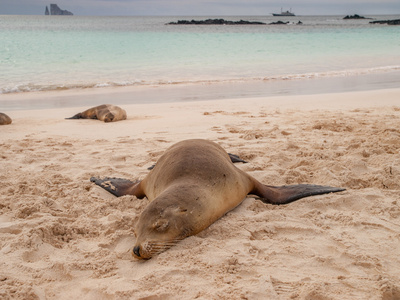 动物趴趴睡海狮照片
