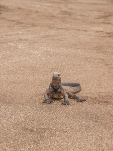 在沙滩上的单个鬣蜥
