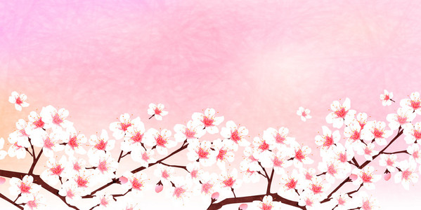 樱桃春天花背景