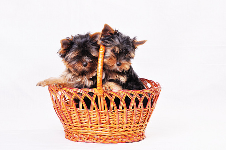 两只小狗约克郡正坐在篮子里。