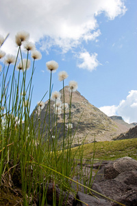 山中的 dandelion