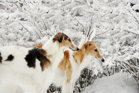 两个猎狼视觉猎犬