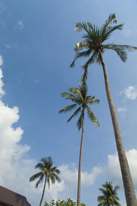 棕榈树和天空