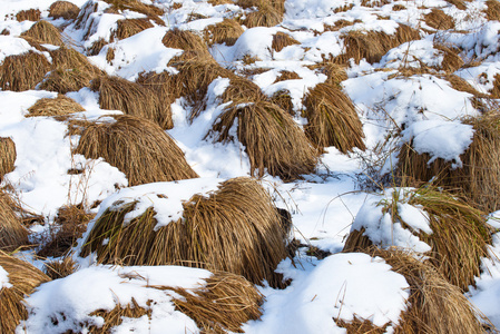 雪场优胜美地国家公园