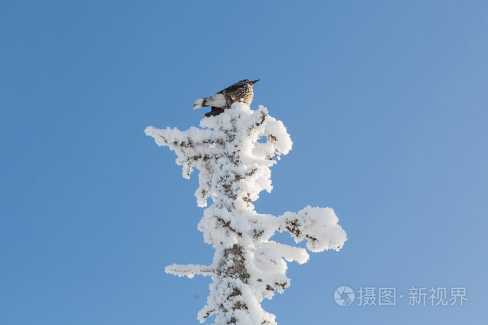 在树上的鸟