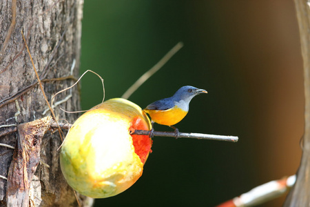 在泰国的橙腹 flowerpecker Dicaeum trigonostigma