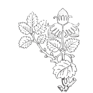 手绘草莓灌木矢量图照片