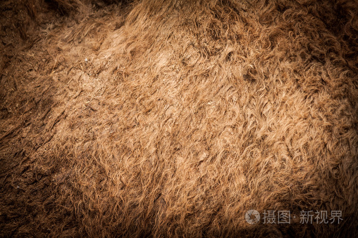 骆驼毛的特写