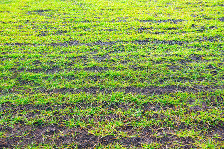人工绿色草自然地面背景相似素材图片 摄图新视界