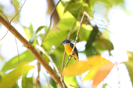 在泰国的橙腹 flowerpecker Dicaeum trigonostigma