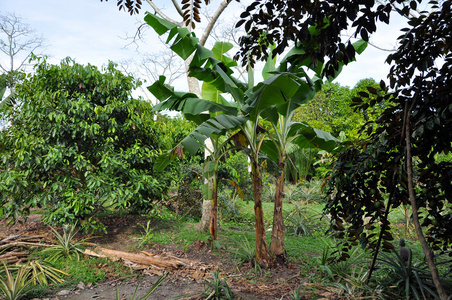 在丛林里的香蕉树