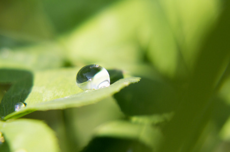 雨滴是一片叶子上