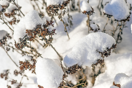 雪帽在塞鲁姆