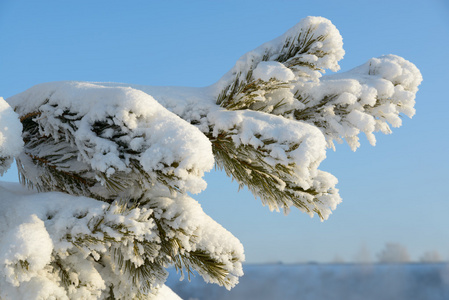 积雪覆盖的分支