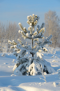 积雪覆盖的圣诞树