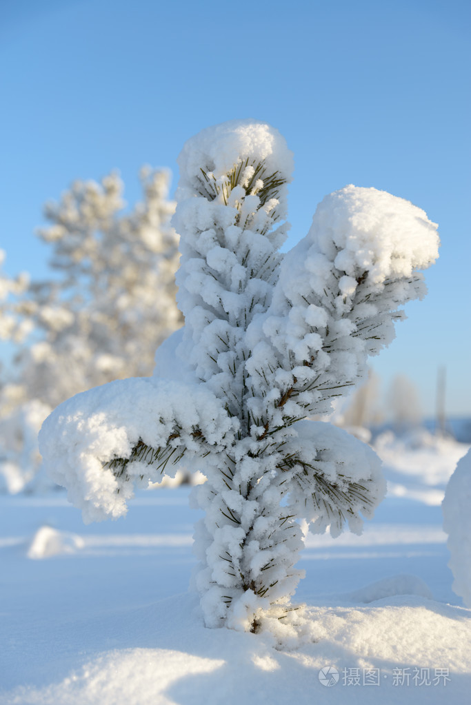 积雪覆盖的圣诞树