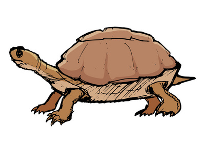 龟，野生动物 动物园 野生动物 爬行动物的插图