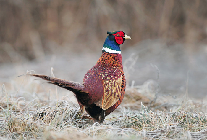 在字段中的野雉