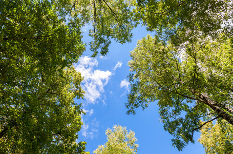 在蓝天背景下有绿叶的树