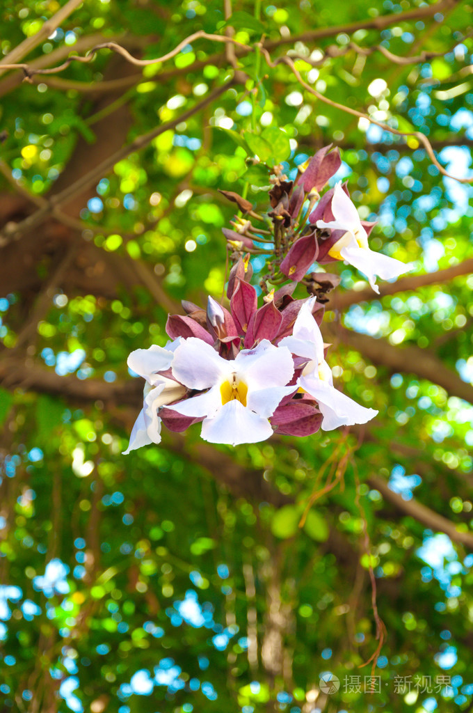摄图新视界 照片 动物,植物 白色达芙妮·坦古蒂卡.jpg