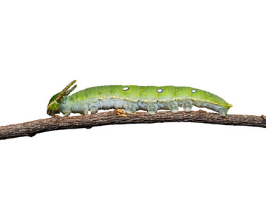 卡特彼勒的褐黄色的王公蝴蝶白色照片