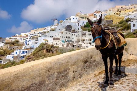 风景的美丽的伊亚村庄和驴，圣托里尼岛