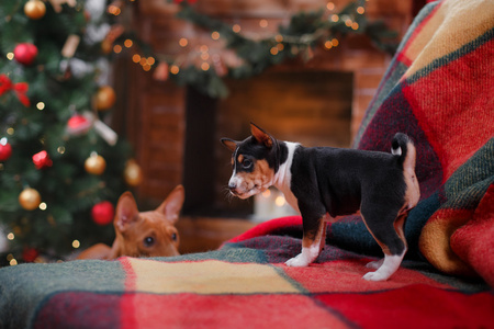 小狗品种犬，圣诞节和新年