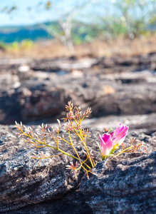 兰轩德天然岩石上的粉红色花朵分裂的岩石