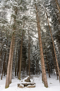 雪盖的松树