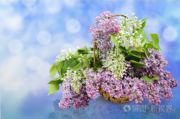 春天的紫丁香在篮子里的花束