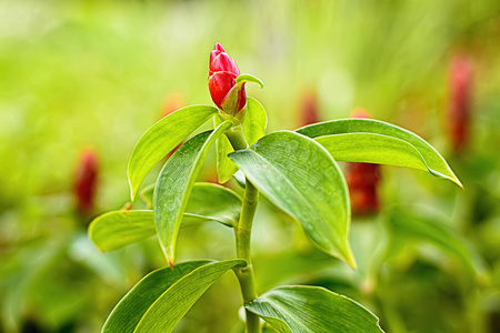 花很漂亮