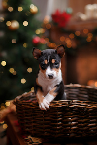 小狗品种犬，圣诞节和新年